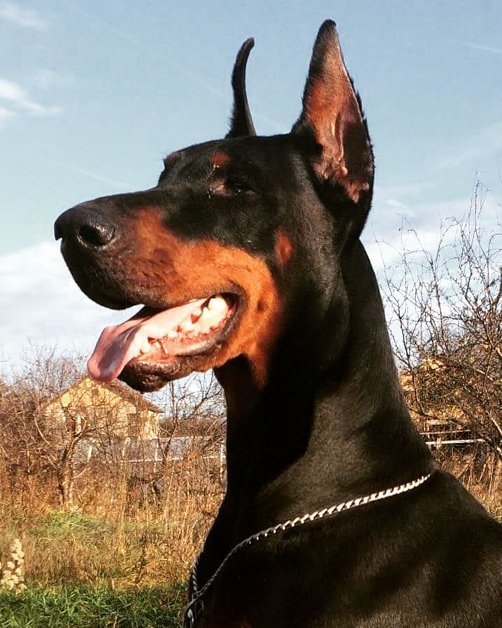 Dobermann Kennel :: DI CASA MONTENEGRO – Welcome to Di Casa Montenegro